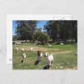 curieuze geiten briefkaart (Voorkant / Achterkant)