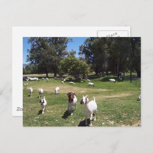 curieuze geiten briefkaart (Voorkant / Achterkant)