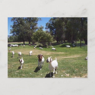 curieuze geiten briefkaart