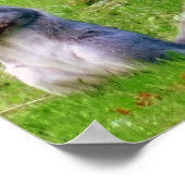 Curieuze grijze eekhoorn poster (Hoek)