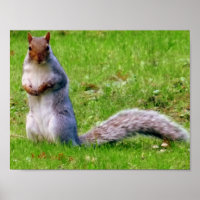 Curieuze grijze eekhoorn