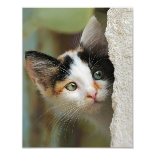Curieuze kat Kitten Prying Eyes - Paperprint Foto Afdruk (Voorkant)