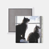 Curieuze katten die de Foto van de Katten van het  Magneet (Voorkant / Achterkant)