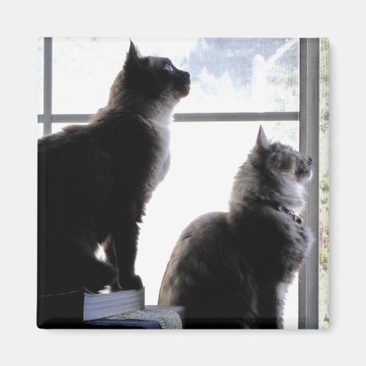 Curieuze katten die de Foto van de Katten van het  Magneet (Voorkant)