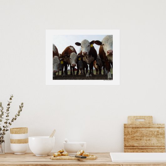 Curieuze Koeien 1 Poster (Keuken)