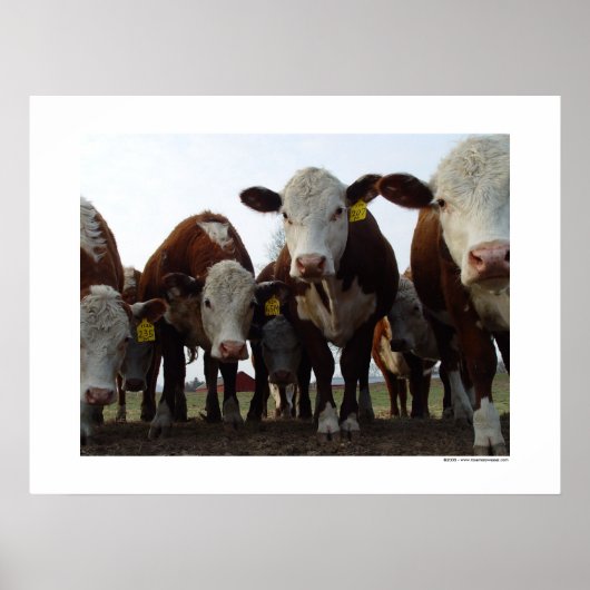 Curieuze Koeien 1 Poster (Voorkant)