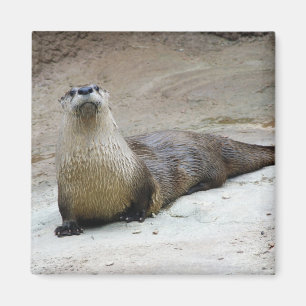 Curieuze Otter Magneet