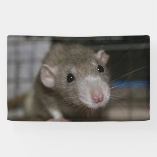 curieuze ratten spandoek (Horizontaal)