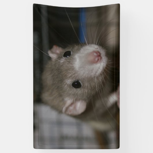 curieuze ratten spandoek (Verticaal)