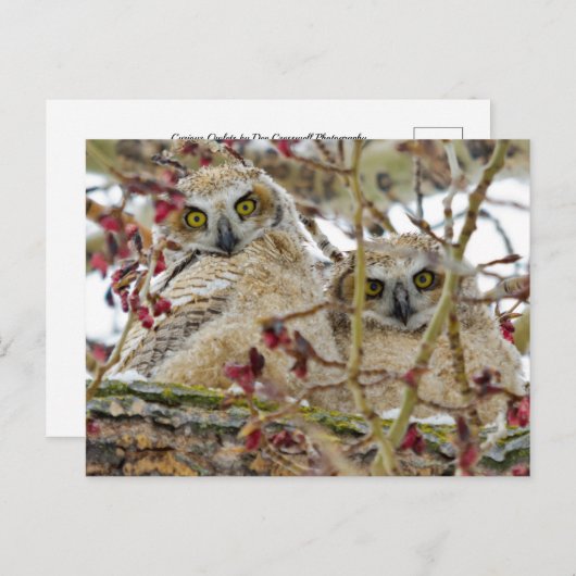 Curieuze Schattige eigenaar Briefkaart (Voorkant / Achterkant)