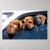 Curieuze Shar Pei Poster (Voorkant)