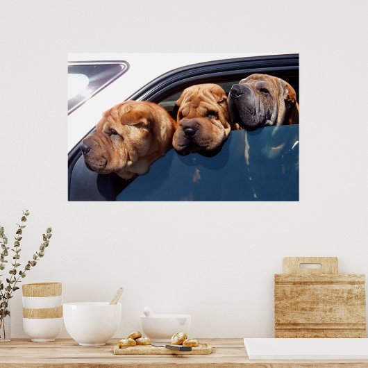 Curieuze Shar Pei Poster (Keuken)
