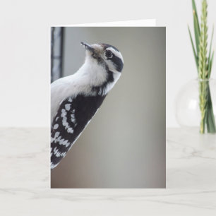 Curieuze Woodpecker Kaart