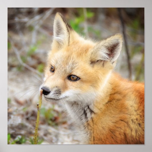 Curieuze Young Fox Kit Poster (Voorkant)