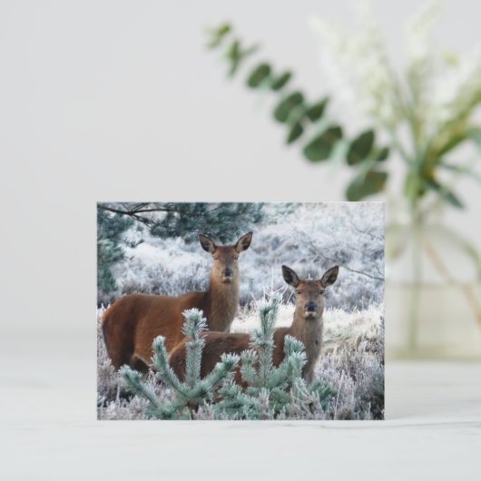 curiositeit-hert-briefkaart briefkaart (Staand voorkant)