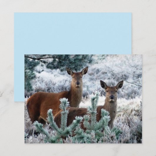 curiositeit-hert-briefkaart briefkaart (Voorkant / Achterkant)