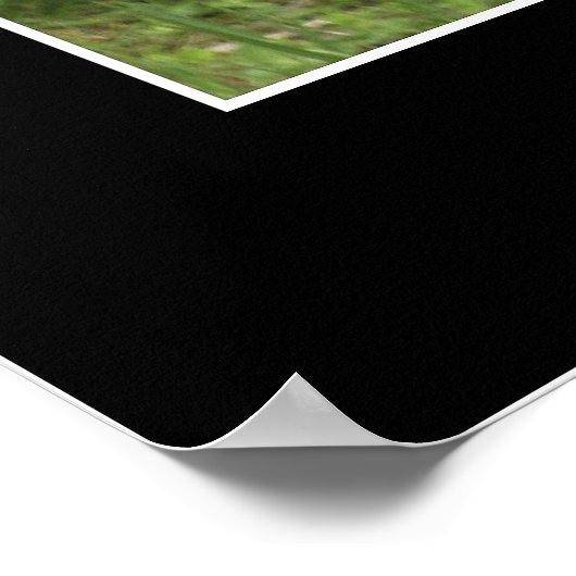 "CURIOSITY" Coon Photo Posters (Hoek)