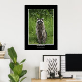 "CURIOSITY" Coon Photo Posters (Thuiskantoor)
