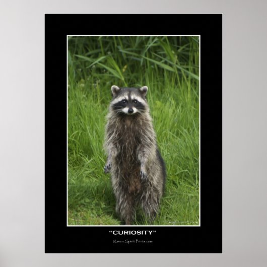 "CURIOSITY" Coon Photo Posters (Voorkant)