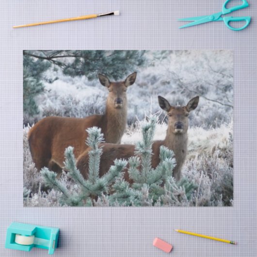 curiosity deer tissue paper tissuepapier (Craft)