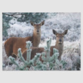 curiosity deer tissue paper tissuepapier (Voorkant)