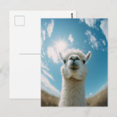 Curious Alpaca onder de zon Briefkaart (Voorkant / Achterkant)