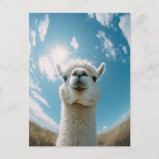Curious Alpaca onder de zon Briefkaart (Voorkant)