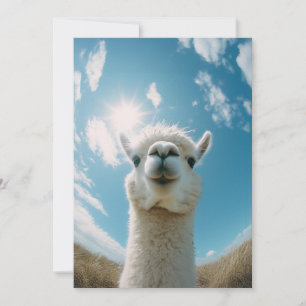 Curious Alpaca onder de zon Kaart