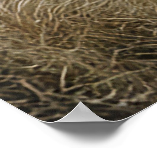 Curious Alpaca onder de zon Poster (Hoek)