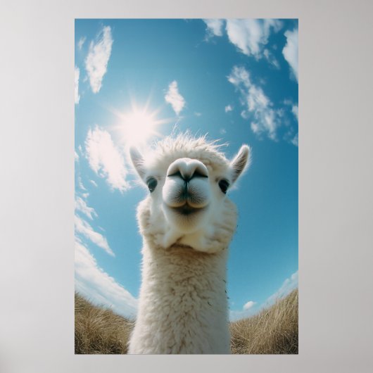 Curious Alpaca onder de zon Poster (Voorkant)