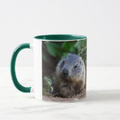 Curious Baby Marmot Mok (Links)