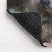 Curious Baby Marmot Muismat (Hoek)