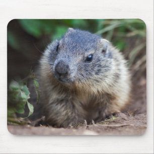 Curious Baby Marmot Muismat