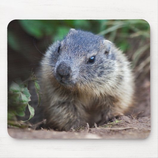 Curious Baby Marmot Muismat (Voorkant)