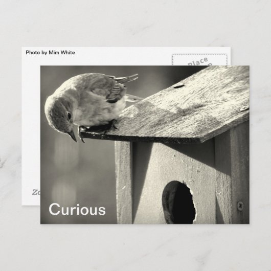 Curious Briefkaart (Voorkant / Achterkant)