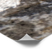 Curious Brown Chipmunk in Alberta Poster (Hoek)