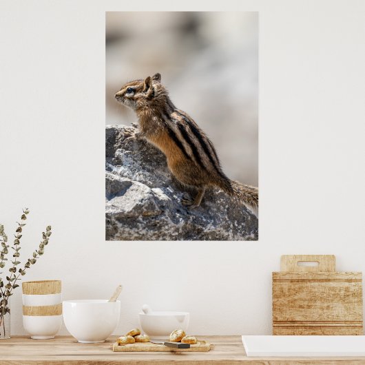 Curious Brown Chipmunk in Alberta Poster (Keuken)