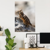 Curious Brown Chipmunk in Alberta Poster (Thuiskantoor)