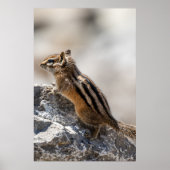 Curious Brown Chipmunk in Alberta Poster (Voorkant)
