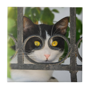 Curious Cat with Spectacles Lijst Grappig - Kerami Tegeltje
