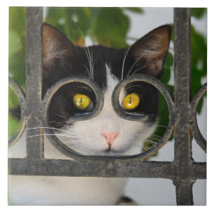 Curious Cat with Spectacles Lijst Grappig - Kerami Tegeltje