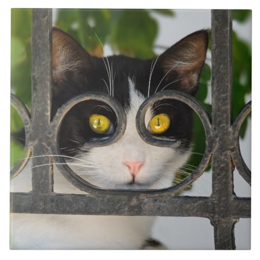 Curious Cat with Spectacles Lijst Grappig - Kerami Tegeltje (Voorkant)