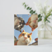 Curious Cats Looking Down Briefkaart (Staand voorkant)