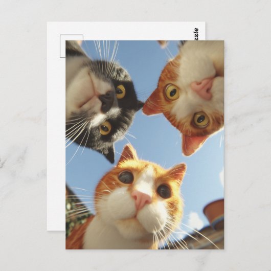 Curious Cats Looking Down Briefkaart (Voorkant / Achterkant)