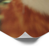 Curious Cats Looking Down Poster (Hoek)