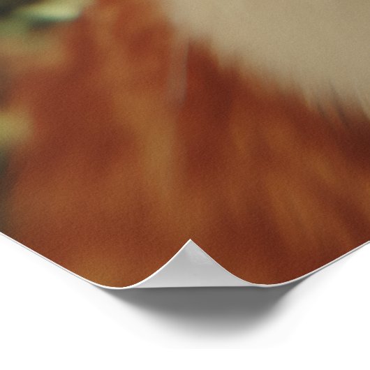 Curious Cats Looking Down Poster (Hoek)