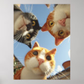 Curious Cats Looking Down Poster (Voorkant)