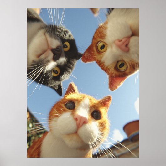 Curious Cats Looking Down Poster (Voorkant)