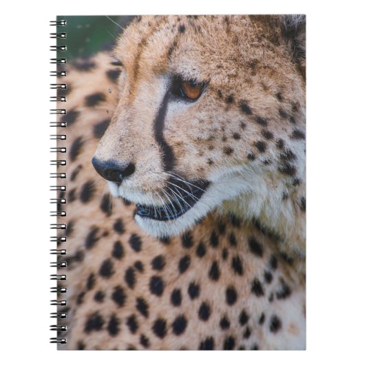 CURIOUS CHEETAH NOTITIEBOEK (Voorkant)