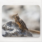Curious Chipmunk – Canadese natuurfotografie Muismat (Voorkant)